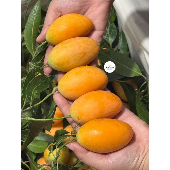 สวนคำลับแล มะยงชิดพันธุ์ทูลเกล้า (14-16 ลูก/กก.)