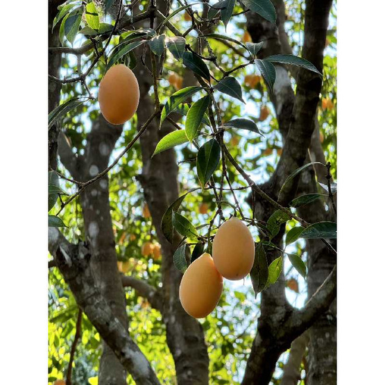 สวนคำลับแล มะยงชิดพันธุ์ทูลเกล้า (14-16 ลูก/กก.)