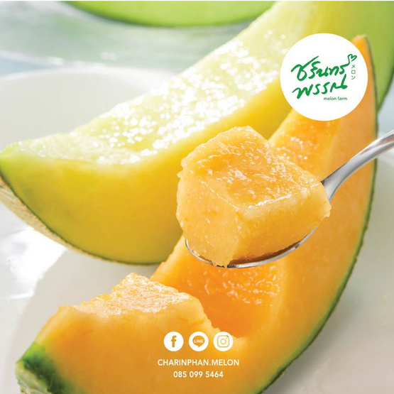ไร่ชรินทร์พรรณ เมล่อนฮอกไกโดพรีเมียม สีส้ม 1 ลูก
