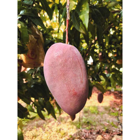 ไร่ชรินทร์พรรณ มะม่วงแดงจักรพรรดิ์พรีเมียม (ยู่เหวิน) กล่อง 2 กก.