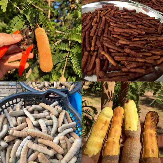 ไร่ชรินทร์พรรณ มะขามหวานแกะเปลือก พันธุ์สีทอง จ. ลำปาง 500 กรัม