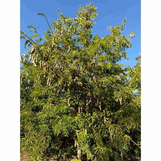 ไร่ชรินทร์พรรณ มะขามหวานแกะเปลือก พันธุ์สีทอง จ. ลำปาง 500 กรัม