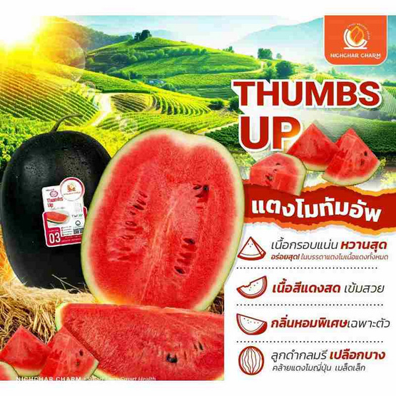 ณิชชา ชามม์ แตงโม Thump up Size Jumbo กล่อง 3 ลูก (4.2-5 กก./ลูก)