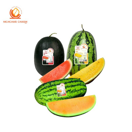 ณิชชา ชามม์ เซตแตงโม 3 สี size M (เหลือง ส้ม แดง) (2.7-3 กก./ลูก)