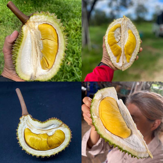 สวนจันทวิสูตร ทุเรียนมูซานคิง 5-8 ลูก (6.5-7 กก.)