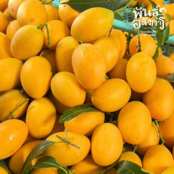 มะยงชิดพันธุ์อลังการ ไซซ์ใหญ่ (16-17 ลูก/กก.) กล่อง 3 กก. สวนพันธุ์อลังการ จ. แพร่