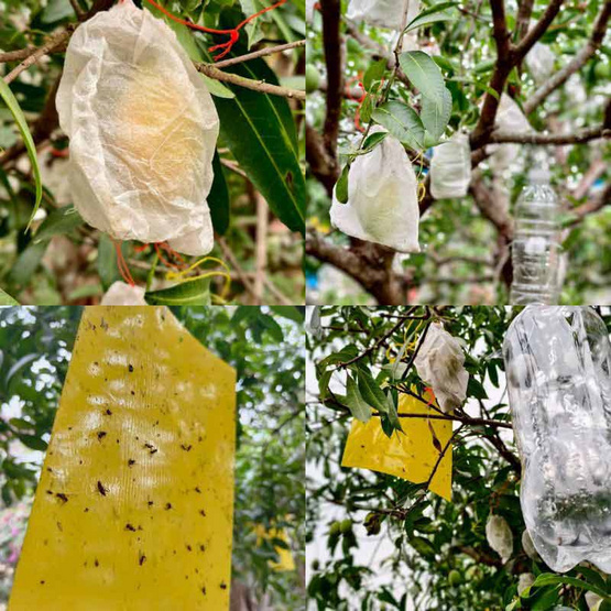 มะยงชิดพันธุ์อลังการ ไซซ์ใหญ่ (16-17 ลูก/กก.) กล่อง 3 กก. สวนพันธุ์อลังการ จ. แพร่