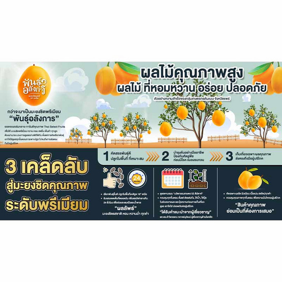 มะยงชิดพันธุ์อลังการ ไซซ์ใหญ่ (16-17 ลูก/กก.) กล่อง 3 กก. สวนพันธุ์อลังการ จ. แพร่