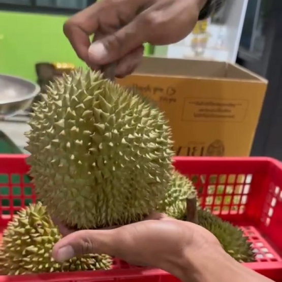 สวนเจ้าพายุ ทุเรียนกระดุม กล่อง 2-3 ลูก (4.5-5 กก.)