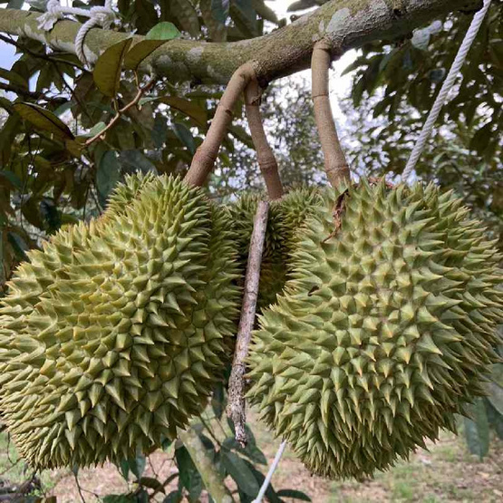 สวนเจริญทรัพย์ ทุเรียนนกหยิบ กล่อง 1 ลูก (2.6-3.0 กก.)