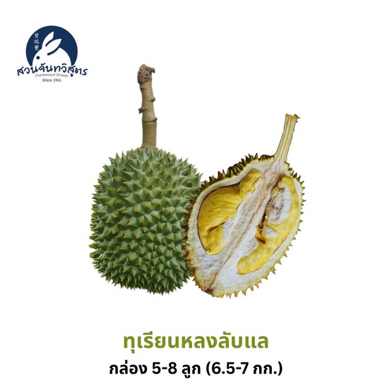 สวนจันทวิสูตร ทุเรียนหลงลับแล กล่อง 5-8 ลูก (6.5-7 กก.)