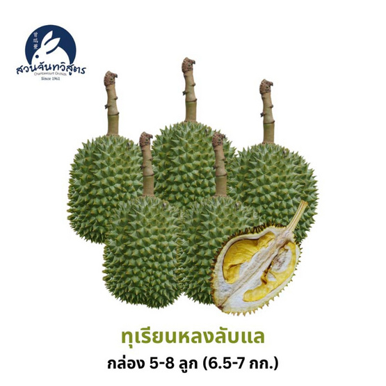 สวนจันทวิสูตร ทุเรียนหลงลับแล กล่อง 5-8 ลูก (6.5-7 กก.)