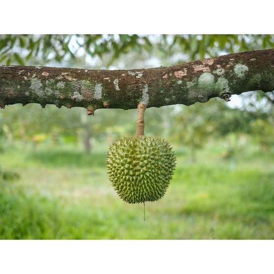 สวนจันทวิสูตร ทุเรียนหลงลับแล กล่อง 5-8 ลูก (6.5-7 กก.)