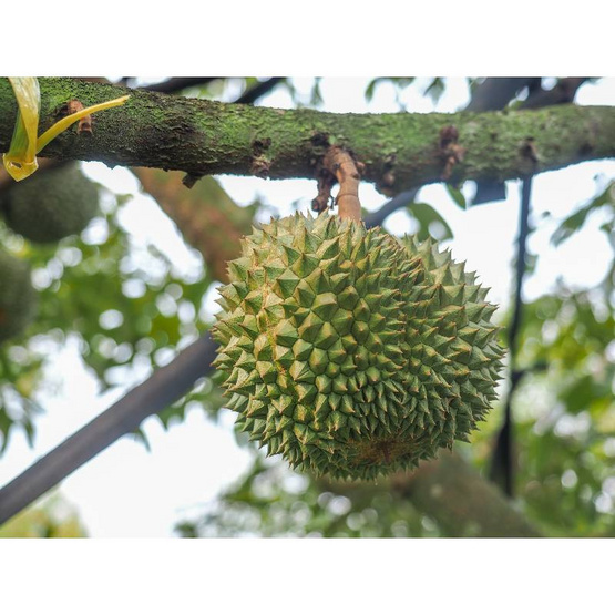 สวนจันทวิสูตร ทุเรียนหนามดำ กล่อง 5-8 ลูก (6.5-7 กก.)