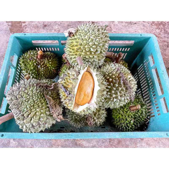 สวนจันทวิสูตร ทุเรียนหนามดำ กล่อง 5-8 ลูก (6.5-7 กก.)