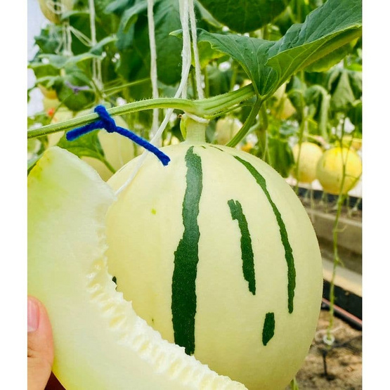 เส้าหลินฟาร์ม เมล่อนไดโนล่อน (Dinolon) สีขาว กล่อง 1 ลูก