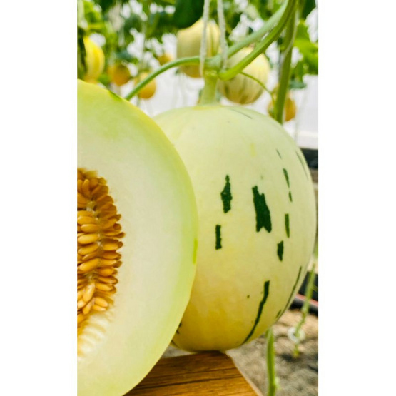 เส้าหลินฟาร์ม เมล่อนไดโนล่อน (Dinolon) สีขาว กล่อง 1 ลูก