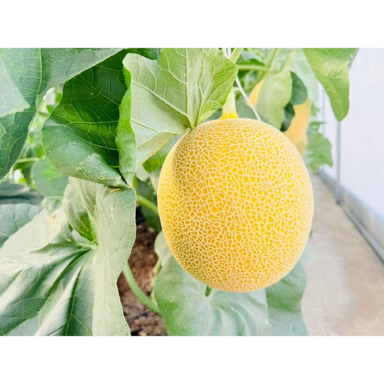 เส้าหลินฟาร์ม เมล่อนมิซึกิ (Mizuki) สีเขียว กล่อง 1 ลูก