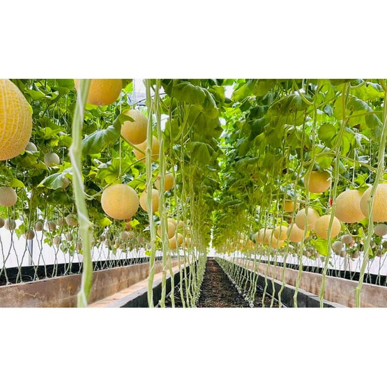 เส้าหลินฟาร์ม เมล่อนมิซึกิ (Mizuki) สีเขียว กล่อง 1 ลูก