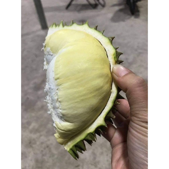 น้องคิม ทุเรียนหมอนทอง 3 ลูก (5.7-6 กก.)