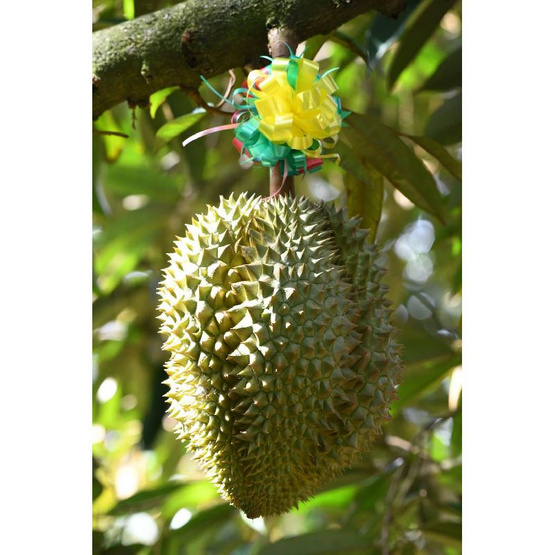สวนยายละมัย ทุเรียนหมอนทอง GIจ. นนทบุรี 1 ลูก (2.5-3 กก.)