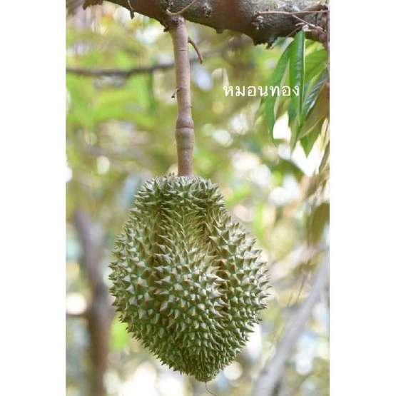 สวนยายละมัย ทุเรียนหมอนทอง GIจ. นนทบุรี 1 ลูก (2.5-3 กก.)