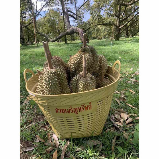 สวนเจริญทรัพย์ ทุเรียนหมอนทองระยอง GI กล่อง 1 ลูก (3.5-4 กก.)