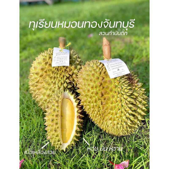 สวนลูกสาวกำนัน ทุเรียนหมอนทอง 3 ลูก (8-8.5 กก.)