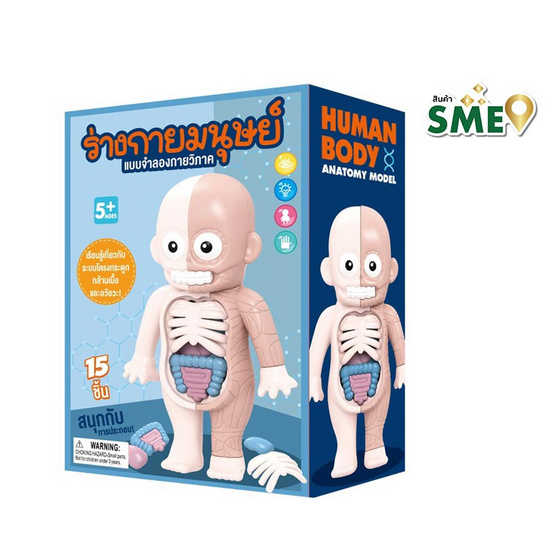Wanna Human Body ร่างกายมนุษย์ แบบจำลองกายวิภาค
