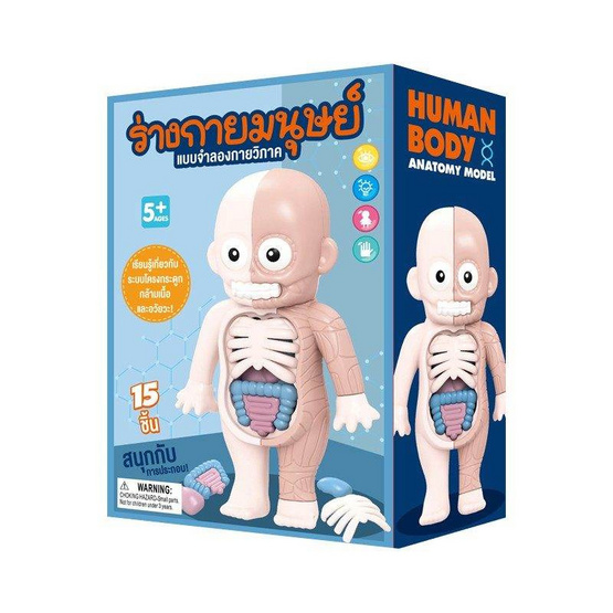 Wanna Human Body ร่างกายมนุษย์ แบบจำลองกายวิภาค