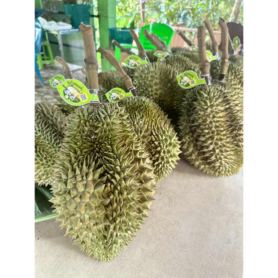 สวนทุเรียนนนท์ ป้าต้อย-ลุงหมู ทุเรียนหมอนทอง GI จ. นนทบุรี 1 ลูก (2.5-3 กก.)