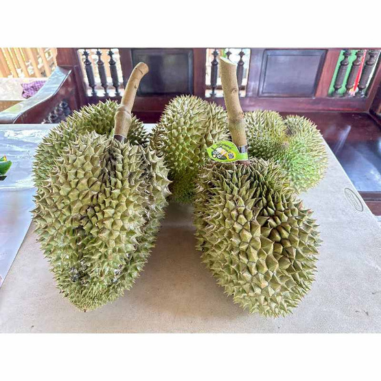 สวนทุเรียนนนท์ ป้าต้อย-ลุงหมู ทุเรียนหมอนทอง GI จ. นนทบุรี 1 ลูก (2.5-3 กก.)