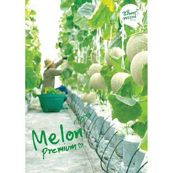 ไร่ชรินทร์พรรณ เมล่อนฮอกไกโดพรีเมียม สีส้ม (1.5-1.7 กก./ลูก) กล่อง 1 ลูก