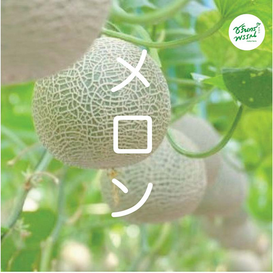 ไร่ชรินทร์พรรณ เมล่อนฮอกไกโดพรีเมียม สีส้ม  (1.5-1.7 กก./ลูก) กล่อง 2 ลูก