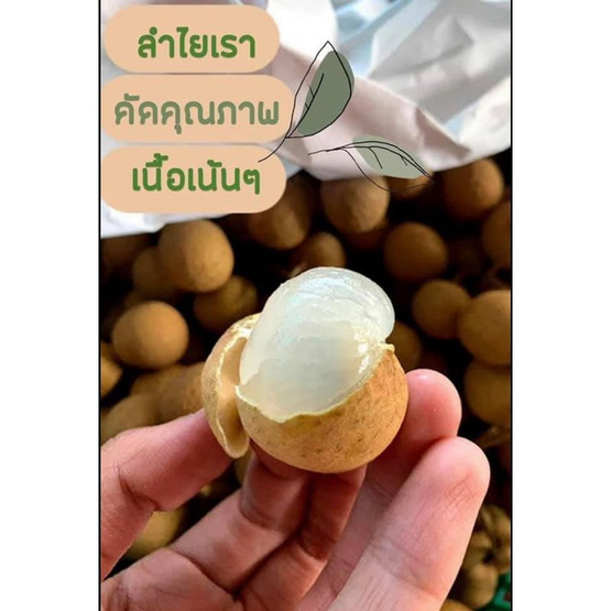 ลำไยสดพันธุ์อีดอ 3 กก. แปลงใหญ่ลำพูน