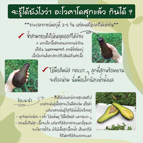 ไร่ชรินทร์พรรณ อะโวคาโดพันธุ์พื้นเมือง (3-5ลูก/กก.) กล่อง 2 กิโลกรัม
