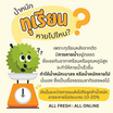 ทุเรียนหมอนทอง Size S 1 ลูก (2.5-3 กก.) สวนทวีทรัพย์ จ.ชุมพร