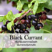 พฤกษา สปา น้ำมันหอมระเหยเอสเซนเชียลออยล์ 15 มล. Blackcurrant