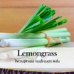 พฤกษา สปา น้ำมันหอมระเหยเอสเซนเชียลออยล์ 15 มล. Lemongrass