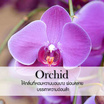 พฤกษา สปา น้ำมันหอมระเหยเอสเซนเชียลออยล์ 15 มล. Orchid