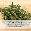 พฤกษา สปา น้ำมันหอมระเหยเอสเซนเชียลออยล์ 15 มล. Rosemary