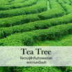 พฤกษา สปา น้ำมันหอมระเหยเอสเซนเชียลออยล์ 15 มล. Tea Tree