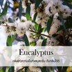 พฤกษา สปา น้ำมันหอมระเหยอโรม่าออยล์ 30 มล. Eucalypetus