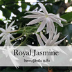 พฤกษา สปา น้ำมันหอมระเหยอโรม่าออยล์ 30 มล. Royal Jasmine