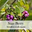 พฤกษา สปา น้ำมันหอมระเหยอโรม่าออยล์ 30 มล. Sage Berry