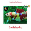 ปลากัดวัชรพล Nemo Galaxy เบสเหลือง (เกรด A)