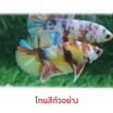 ปลากัดวัชรพล Nemo Galaxy เบสเหลือง (เกรด A)