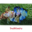 ปลากัดวัชรพล Nemo Galaxy เบสเหลือง (เกรด A)