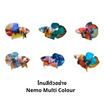 ปลากัดวัชรพล Nemo Multi Colour (เกรด A)