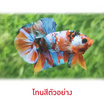 ปลากัดวัชรพล Nemo Multi Colour (เกรด A)